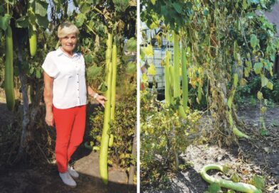 Neraviškės sodyboje užderėjo įspūdingo dydžio egzotiškos daržovės